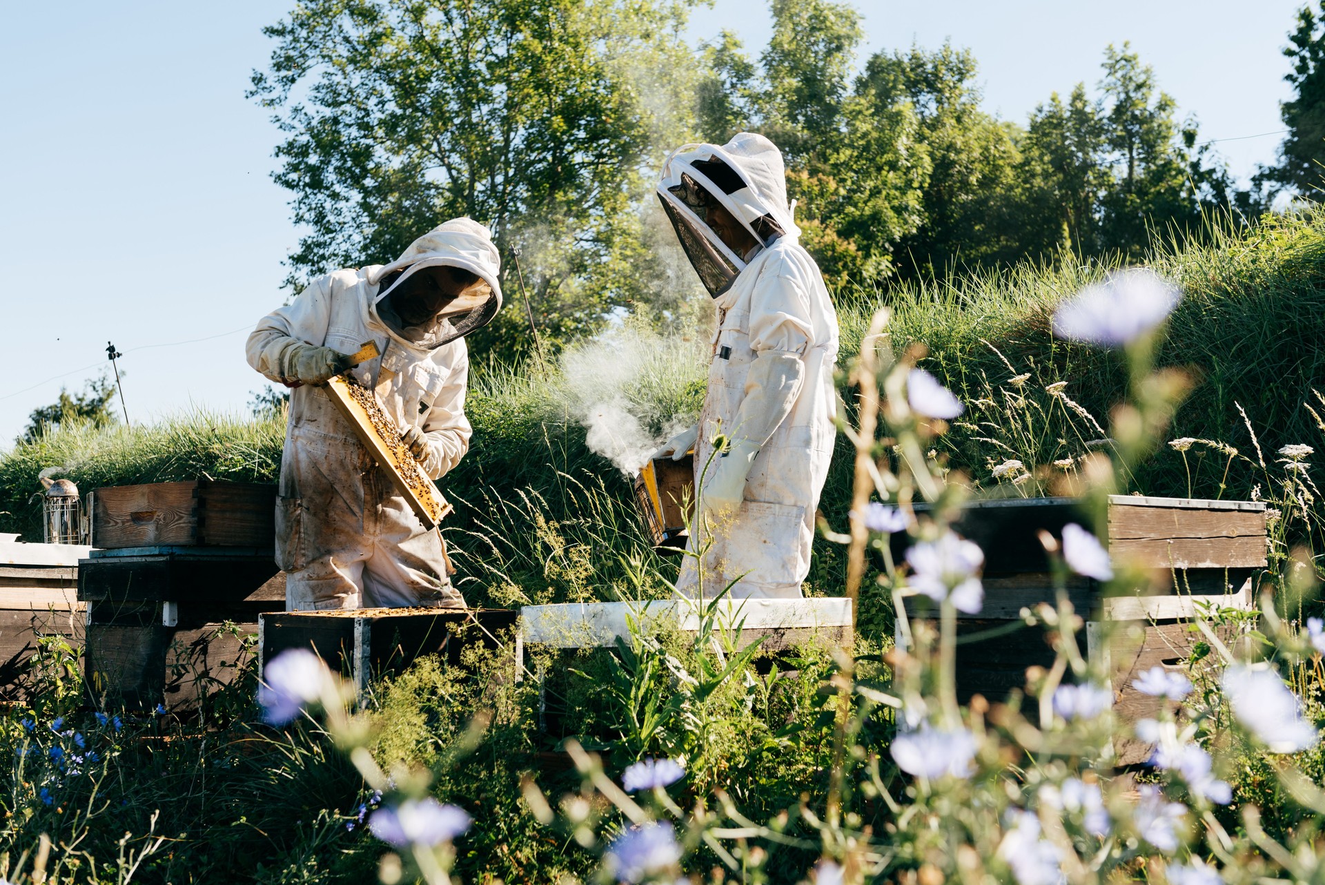 Anonymous apiarists working in farm inspecting brood frame with smoke