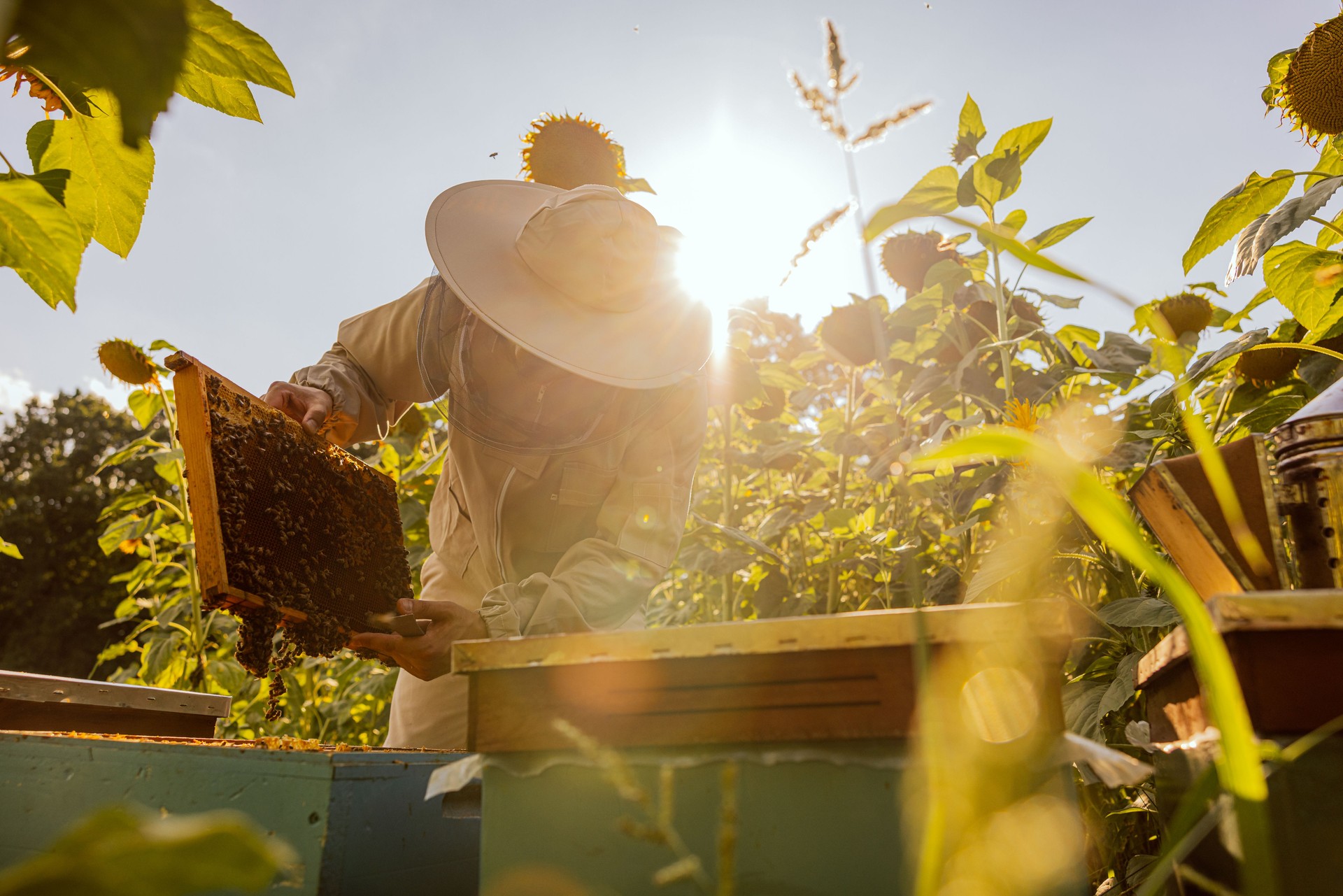 Person worker in beekeeper suit taking frame full of bees and honeycomb from beehive working with honey collecting removing. Apriculture sericulture concept in apriary in sunflwoers field